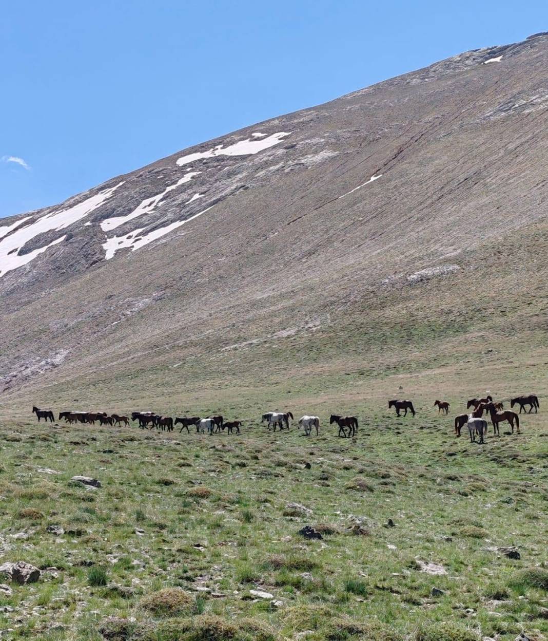Konya’da doğanın özgür ruhu! Yılkı atları yakından görüntülendi 6
